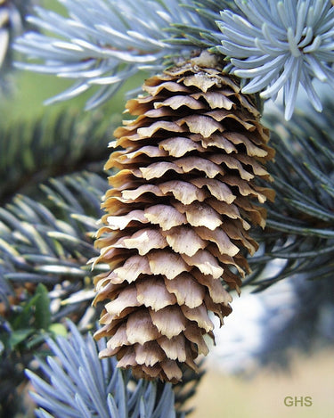 Grow Your Own CHRISTMAS TREE - Colorado Blue Spruce ( Picea Pungens Glauca ) Gift Packet of Tree Seeds